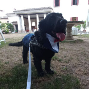 Dog sitter per matrimonio a Giugno 2022